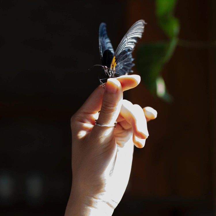 Papillon posée sur une main